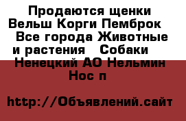 Продаются щенки Вельш Корги Пемброк  - Все города Животные и растения » Собаки   . Ненецкий АО,Нельмин Нос п.